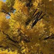 ヒメ日記 2025/11/30 16:01 投稿 まお CECIL