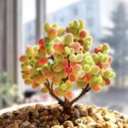 ヒメ日記 2025/10/21 12:00 投稿 まい モアグループ宇都宮人妻花壇