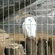 ヒメ日記 2025/12/13 10:39 投稿 岡えりか アラフォーna奥様 アラフィフna奥様（埼玉ハレ系）