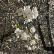 ヒメ日記 2026/03/29 01:49 投稿 岡えりか アラフォーna奥様 アラフィフna奥様（埼玉ハレ系）