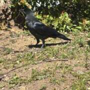 ヒメ日記 2026/03/19 11:07 投稿 らら Ace(エース)