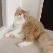 ヒメ日記 2025/09/18 03:25 投稿 みゆ♡即プレイ可能♡ Q-STORY