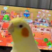 ヒメ日記 2026/05/02 18:08 投稿 ことり ソープランド AQUA（アクア）