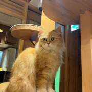ヒメ日記 2026/09/05 20:19 投稿 みや an_an（アンアン）