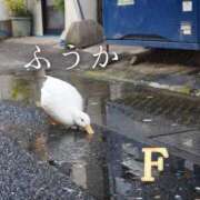 ヒメ日記 2026/02/12 11:37 投稿 ふうか あとりえ(ATELIER)