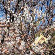 ヒメ日記 2026/02/23 11:30 投稿 ふうか あとりえ(ATELIER)