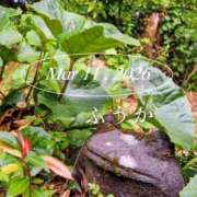 ヒメ日記 2026/03/12 07:30 投稿 ふうか あとりえ(ATELIER)