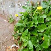 ヒメ日記 2026/03/17 11:30 投稿 ふうか あとりえ(ATELIER)