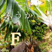 ヒメ日記 2026/03/20 11:30 投稿 ふうか あとりえ(ATELIER)