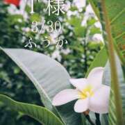 ヒメ日記 2026/03/31 09:30 投稿 ふうか あとりえ(ATELIER)