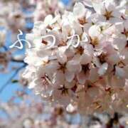 ふうか 桜 あとりえ(ATELIER)