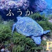 ヒメ日記 2026/06/26 17:31 投稿 ふうか あとりえ(ATELIER)