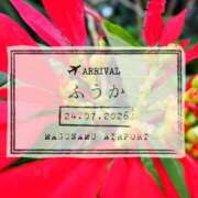 ヒメ日記 2026/07/26 07:30 投稿 ふうか あとりえ(ATELIER)