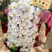 ヒメ日記 2026/09/08 11:30 投稿 ふうか あとりえ(ATELIER)