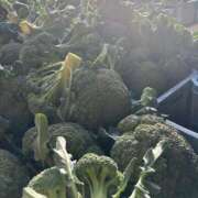 ヒメ日記 2026/03/08 03:24 投稿 麻耶(まや) カリビアンマッサージ 天使のゆびさき 岡山店