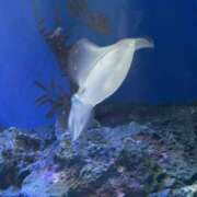 ヒメ日記 2025/09/20 15:25 投稿 なつめ Queen Angel(クイーンエンジェル)