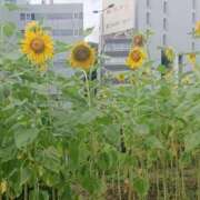 ヒメ日記 2026/08/11 21:16 投稿 青田 鶯うぐ