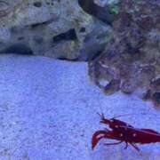 ヒメ日記 2026/01/18 12:38 投稿 みや ぷよステーション 蒲田店