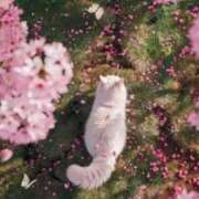 ヒメ日記 2025/09/30 15:45 投稿 中川（なかがわ） 丸妻 錦糸町店