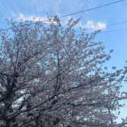 ヒメ日記 2026/04/12 11:52 投稿 来奈/らな ANEJE～アネージュ池袋～(ユメオト)