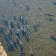 司波ゆめか 出勤日 アロマファンタジー高輪