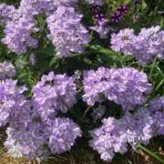 ヒメ日記 2025/11/10 11:16 投稿 浅田ゆみな MADAM