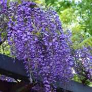 ヒメ日記 2025/12/07 00:31 投稿 浅田ゆみな MADAM