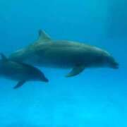 ヒメ日記 2026/04/04 11:43 投稿 まひる　揉み心地抜群！美巨乳 今ドキ マットMAX