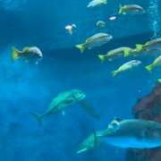 ヒメ日記 2026/04/07 12:54 投稿 まひる　揉み心地抜群！美巨乳 今ドキ マットMAX