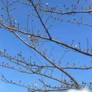 ヒメ日記 2026/03/27 15:13 投稿 花房【はなふさ】 丸妻 西船橋店