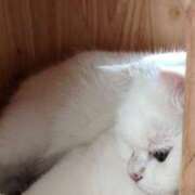 ヒメ日記 2026/01/27 23:52 投稿 小川 ミセスの手ほどき