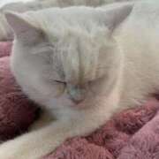 ヒメ日記 2026/02/03 00:03 投稿 小川 ミセスの手ほどき