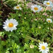 心里(みさと) (( ˙꒳​˙  ))ﾌｧｧｧｧｧ 恋する人妻