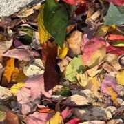 ヒメ日記 2025/11/11 10:06 投稿 きらり キラリと輝く存在感！ ウエスト・コム