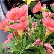 ヒメ日記 2025/09/27 08:07 投稿 あお 風鈴（ふうりん）