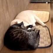 ヒメ日記 2025/09/30 07:59 投稿 あお 風鈴（ふうりん）