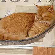 あお 出勤します🌟 風鈴（ふうりん）