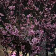 ヒメ日記 2026/03/29 10:37 投稿 くるみ 優しいM性感 五反田