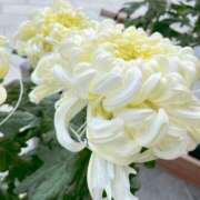 ヒメ日記 2025/10/28 22:19 投稿 ゆり 東京デザインリング錦糸町店