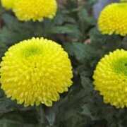 ヒメ日記 2025/12/02 14:43 投稿 あず チューリップ仙台店