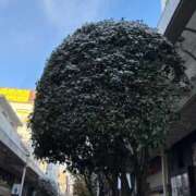 ヒメ日記 2025/12/04 08:43 投稿 あず チューリップ仙台店