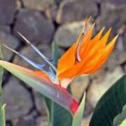 ヒメ日記 2025/12/07 08:14 投稿 あず チューリップ仙台店