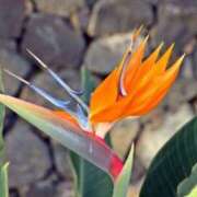 ヒメ日記 2025/12/07 08:16 投稿 あず チューリップ仙台店