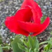 ヒメ日記 2026/04/06 09:49 投稿 あまね 奥様はエンジェル　立川店