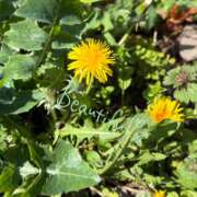 ヒメ日記 2026/03/24 11:00 投稿 あさひ パンドラ(上野)