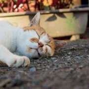 ヒメ日記 2025/11/14 16:30 投稿 優里【ユリ】 輝女