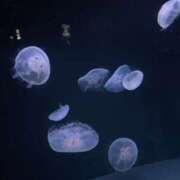 ヒメ日記 2025/11/12 19:34 投稿 なお 仮面舞踏会