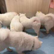 ヒメ日記 2026/02/07 11:50 投稿 しゅう エデンR