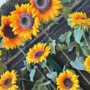 ヒメ日記 2025/10/07 11:58 投稿 しゅか ダイスキ