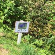 ヒメ日記 2025/11/15 07:00 投稿 きみか ～優しい若妻倶楽部～Mrs.女神